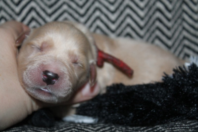 Les chiots de Golden Retriever