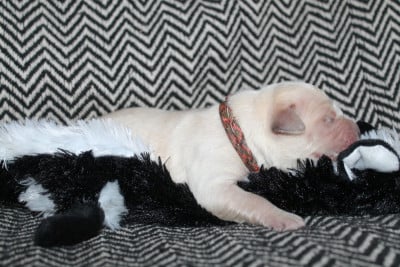 Les chiots de Golden Retriever