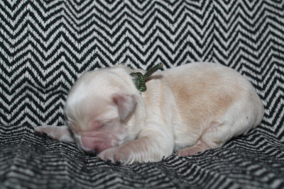 Les chiots de Golden Retriever