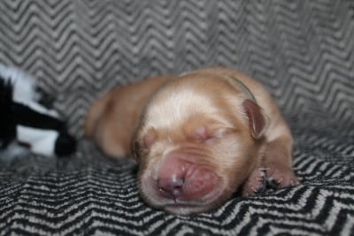 Les chiots de Golden Retriever
