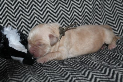 Les chiots de Golden Retriever