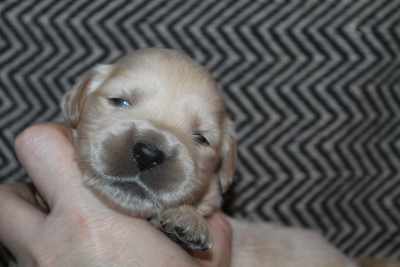 Les chiots de Golden Retriever
