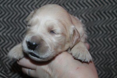 Les chiots de Golden Retriever