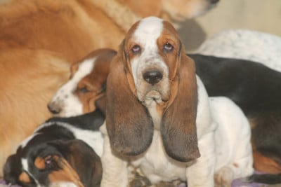 Les chiots de Basset Hound