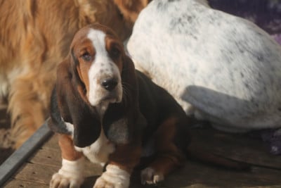 Les chiots de Basset Hound