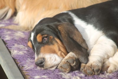 Les chiots de Basset Hound