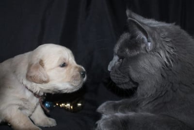 Les chiots de Golden Retriever