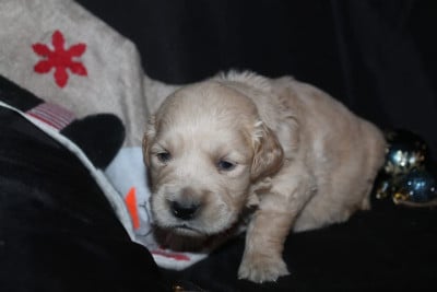 Les chiots de Golden Retriever