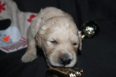 Les chiots de Golden Retriever