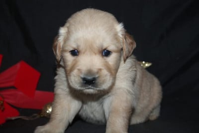 Les chiots de Golden Retriever