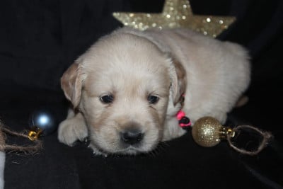 Les chiots de Golden Retriever
