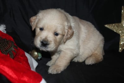 Les chiots de Golden Retriever