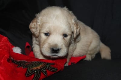 Les chiots de Golden Retriever