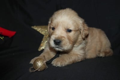 Les chiots de Golden Retriever