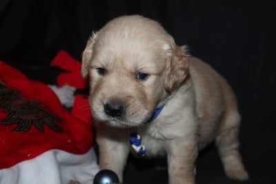 Les chiots de Golden Retriever