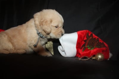 Les chiots de Golden Retriever