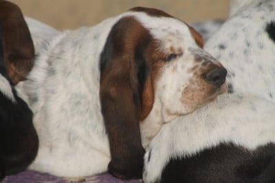 Les chiots de Basset Hound