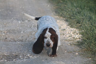 Les chiots de Basset Hound