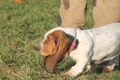 Les chiots de Basset Hound