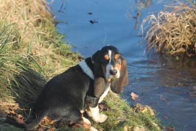 Les chiots de Basset Hound