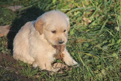 Les chiots de Golden Retriever