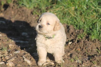 Les chiots de Golden Retriever