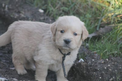 Les chiots de Golden Retriever