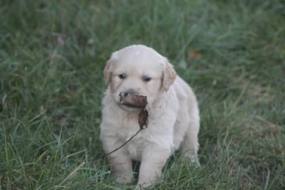 Les chiots de Golden Retriever
