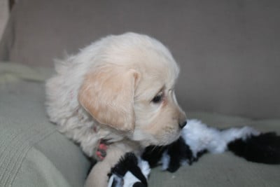 Les chiots de Golden Retriever