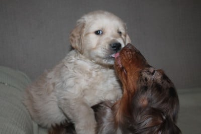 Les chiots de Golden Retriever