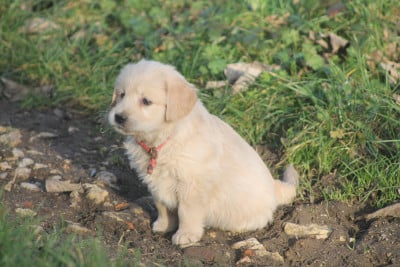 Les chiots de Golden Retriever
