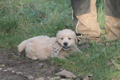 Les chiots de Golden Retriever