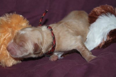 Les chiots de Golden Retriever