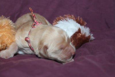 Les chiots de Golden Retriever