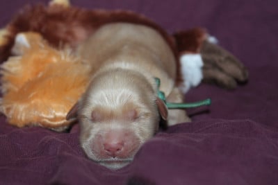 Les chiots de Golden Retriever