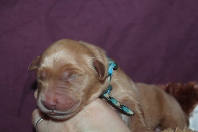 Les chiots de Golden Retriever