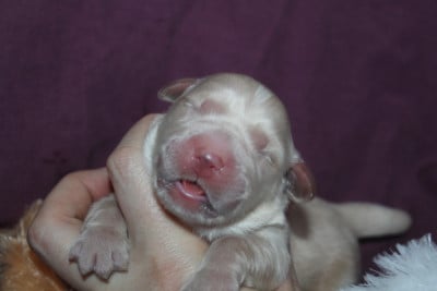 Femelle collier rouge - Golden Retriever