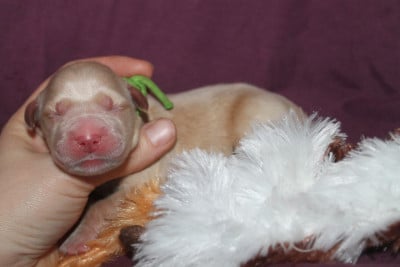 Femelle collier vert - Golden Retriever