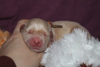 Femelle collier multicolore - Golden Retriever