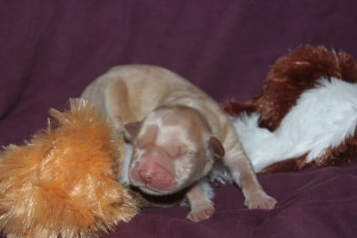 Mâle sans collier - Golden Retriever