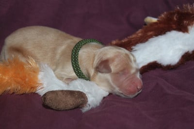 Mâle collier vert serpent - Golden Retriever