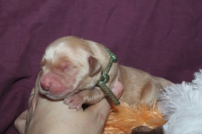 Mâle collier bleu clair - Golden Retriever