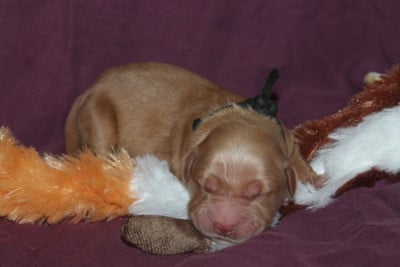 Mâle collier noir - Golden Retriever