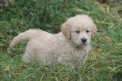 Les chiots de Golden Retriever