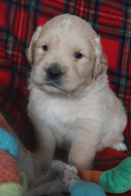 Les chiots de Golden Retriever