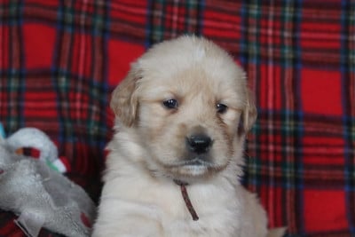 Les chiots de Golden Retriever