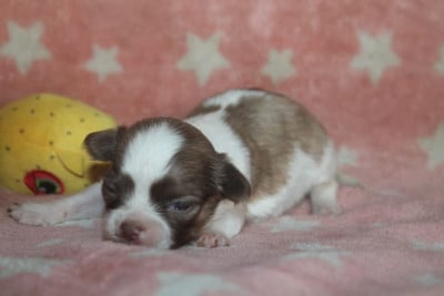 Les chiots de Chihuahua