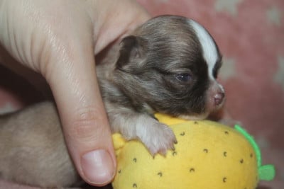 Les chiots de Chihuahua