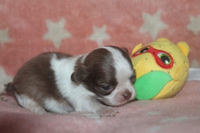 Les chiots de Chihuahua