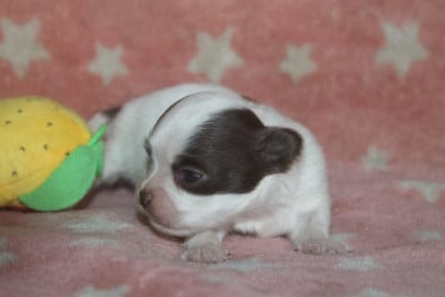 Les chiots de Chihuahua